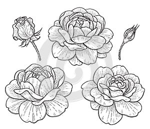 Hand drawn Rose Flowers and Buds