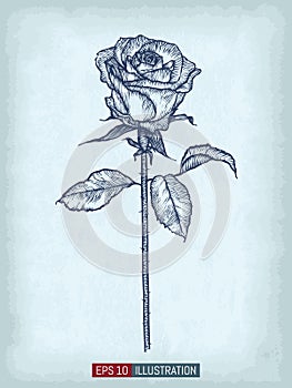 Hand drawn rose on old craft paper texture background. Template for your design works