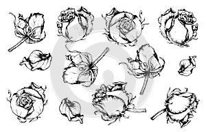 Hand drawn roses in black ink. Set of flower buds for design. Beautiful rose isolated on white background. Flower illustrations