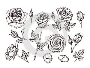 Hand drawn roses. Sketch rose flowers with thorns and leaves. Black and white vintage etching vector botanical isolated photo