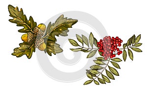 Hand-drawn rowan branch with red berries and oak leaves and acorns isolated on white background. Vector