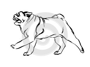 Hand drawn running pug puppy dog. Vector sketch black isolated animal pet illustration on white background