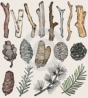 Hand drawn rustic Natural set of forest branches and cones, vector elements