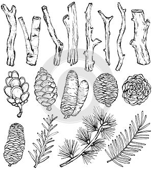 Hand drawn rustic Natural set of forest branches and cones, vector elements. Black and white