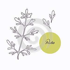 Hand drawn ruta or rue branch with leaves isolated photo