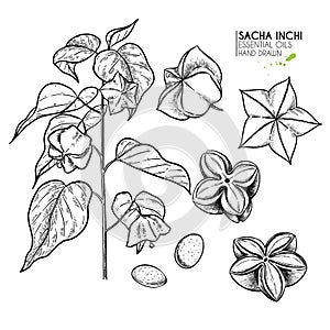 Hand drawn sacha inchi plant and seed. Engraved vector illustration. Medical, cosmetic plant. Moisturizing serum