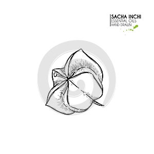 Hand drawn sacha inchi star capsula. Engraved vector illustration. Medical, cosmetic plant. Moisturizing serum,essential photo