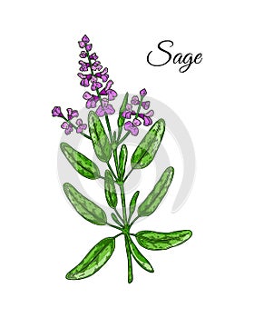 Hand drawn sage branch with flowers. Vector illustration in colored sketch style