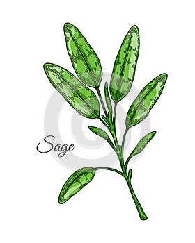Hand drawn sage branch. Vector illustration in colored sketch style