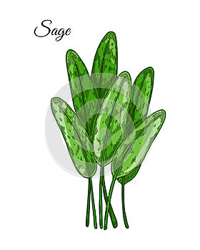 Hand drawn sage leaves. Vector illustration in colored sketch style