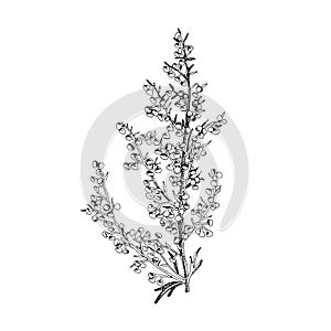 Hand drawn Sagebrush. Medicinal herb photo