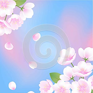 Hand drawn sakura blossom peach white flowers botanical illustration, blue pink background vector web banner