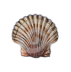 Hand drawn scallop saltwater clams