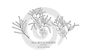 Hand drawn sea buckthorn branches