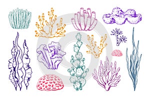 Hand drawn sea coral, ocean plants. Vintage underwater elements, seaweed reef, sketch fauna leaf, nature aquarium algae
