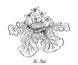 Hand Drawn of Sea Kale on White Background