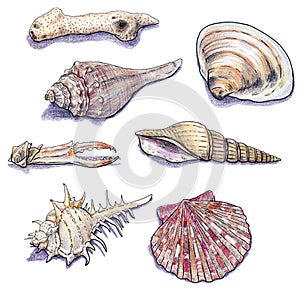 Hand drawn sea shells collection. Marine isolated crayon illustration