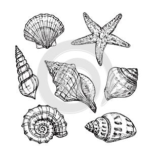 Hand drawn sea shells. Starfish shellfish tropical mollusk in vintage engraving style. Seashell isolated vector