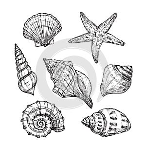 Hand drawn sea shells. Starfish shellfish tropical mollusk in vintage engraving style. Seashell isolated vector photo
