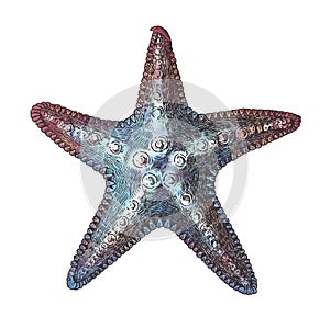 Hand drawn sea starfish isolated