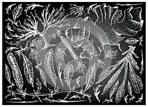 Hand Drawn of Sea Vegetables or Seaweed on Chalkboard