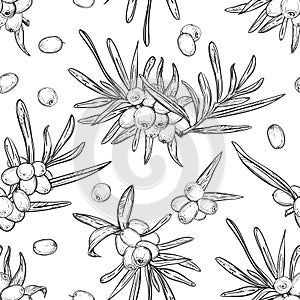Hand drawn seamless pattern black and white of sea buckthorn, plant, leaf. Vector illustration. Elements in graphic