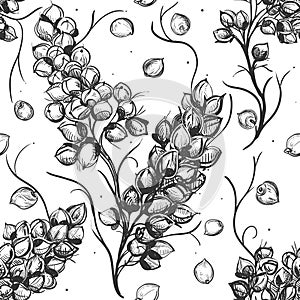 Hand drawn seamless pattern black and white of sorghum, sorgo grain, seeds, branch. Vector illustration. Elements in photo