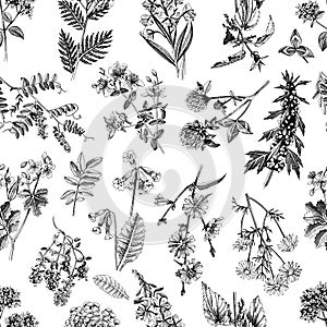 Hand drawn seamless pattern of medicinal herbs