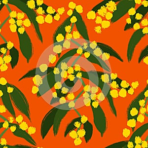 Hand drawn seamless pattern with yellow zig zag wattle, Acacia macradenia. Australia Australian plant flora, spring