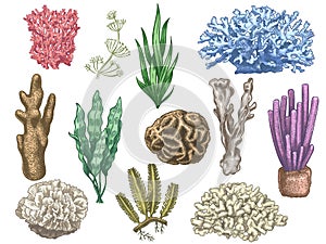 Hand drawn seaweeds and corals. Sea reef and aquarium underwater plants. Kelp, algae marine weeds vintage colored style isolated