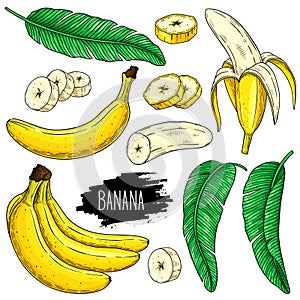 Hand drawn set of banana, slices pieces, bunch and leaves