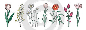 Hand drawn set of blooming flowers. Floral summer collection. Vector sketch elements isolated on white background. Decorative