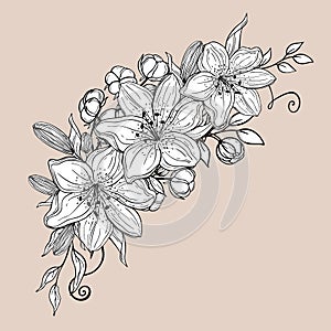 Hand drawn set of bouquet flowers and leaves. Lily and cotton elements. Floral summer collection. Decorative composition,