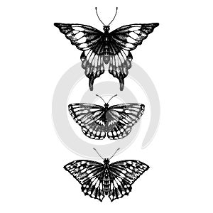 Hand drawn set of butterflies photo