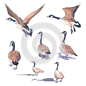 Hand drawn set of Canada geese on a white background