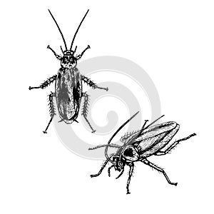 Hand drawn set of cockroach. Realistic sketches. Vector illustration.