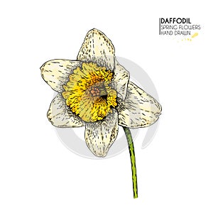 Hand drawn set of colored daffodil or narcissus flowers. Vector engraved art. Spring garden blossoms. Monocrome sketch