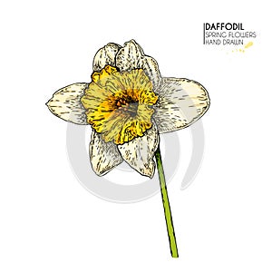 Hand drawn set of colored daffodil or narcissus flowers. Vector engraved art. Spring garden blossoms. Monocrome sketch