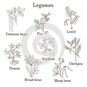 Hand drawn set of culinary agricultural legume plants