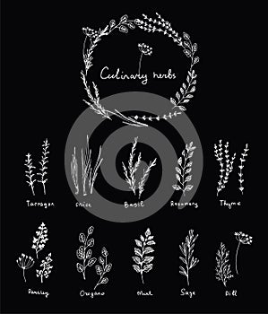 Hand drawn set of culinary herb. Basil and mint, rosemary and sage, thyme and parsley. Food design logo