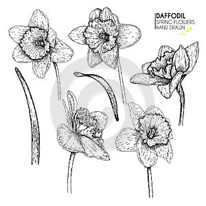Hand drawn set of daffodil or narcissus flowers. Vector engraved art. Spring garden blossoms. Monocrome sketch. Good for