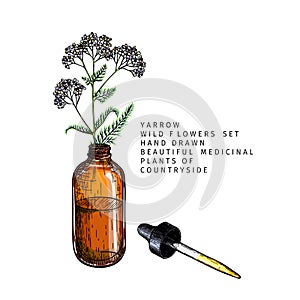 Hand drawn set of essential oils. Vector yarrow milfoil flower. Medicinal herb with glass dropper bottle. Colored