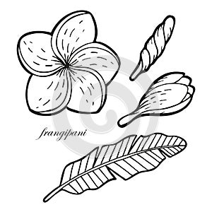 Hand drawn set with exotic plumeria flowers, buds and leaf. In doodle style, black outline isolated on a white background. Cute