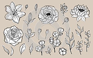 Hand drawn set of flowers and leaves. Peony, rose, lily, lotus, cotton elements. Floral summer vector collection. Decorative