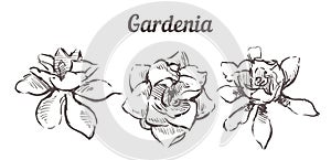 Hand drawn set Gardenia flowers illustration.Vector Sketch Gardenia isolated