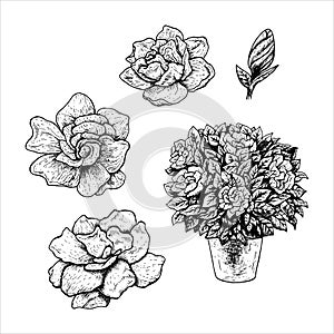 Hand drawn set of gardenia flowers in a pot. Vintage vector sketch