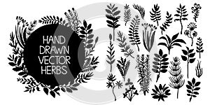 Hand drawn set of herbs and plants. Vector design elements.