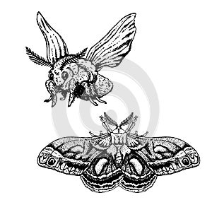 Hand drawn set of moth. Realistic sketches. Vector illustration.