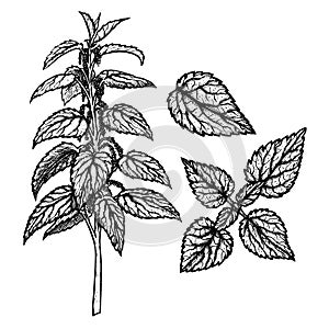 Hand drawn set of nettle. Vintage vector sketch