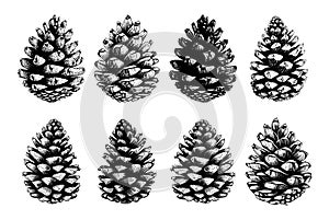 hand drawn set of pine cones